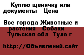 Куплю щенячку или документы › Цена ­ 3 000 - Все города Животные и растения » Собаки   . Тульская обл.,Тула г.